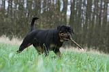 ROTTWEILER 441